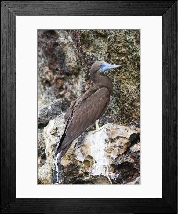 Framed Print : Brown Booby. Immature. A large seabird in the gannet family, Sulidae. Nayarit Mexico in April Framed Print : Brown Booby. Immature. A large seabird in the gannet family, Sulidae. Nayarit Mexico in April