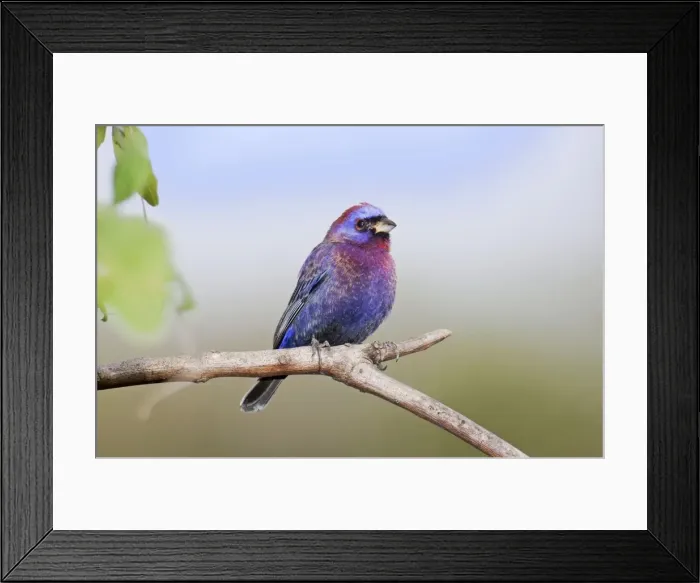 Framed Print : Varied Bunting. Nayarit Mexico in March Framed Print : Varied Bunting. Nayarit Mexico in March