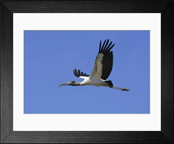 Framed Print : Wood Stork in flight. Nayarit Mexico in March Framed Print : Wood Stork in flight. Nayarit Mexico in March