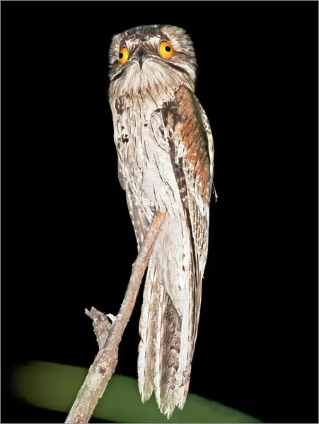 Northern Potoo. A nocturnal bird belonging to the potoo family. San Blas Mexico in March