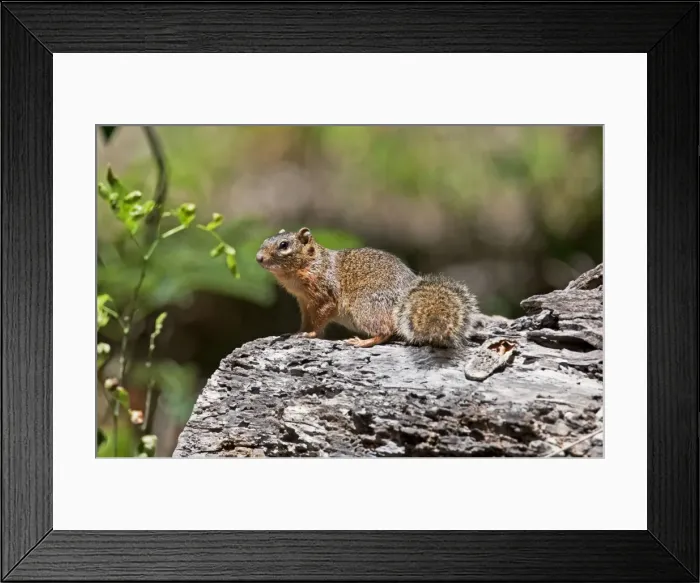 Framed Print : Ring-tailed Ground Squirrel. La Bajada, Mexico in March Framed Print : Ring-tailed Ground Squirrel. La Bajada, Mexico in March