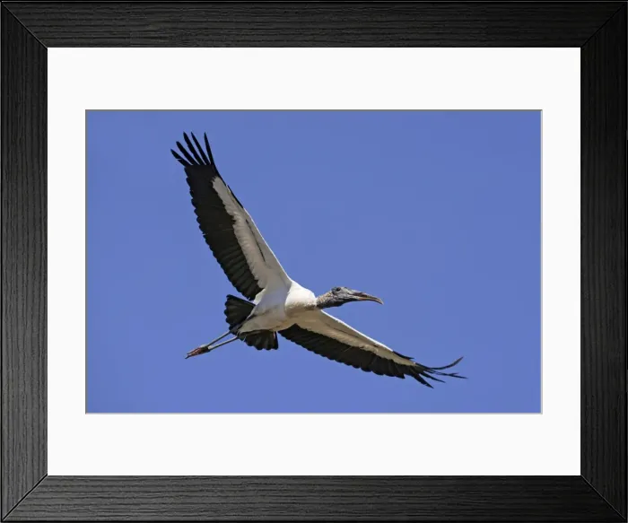 Framed Print : Wood Stork in flight. Nayarit Mexico in March Framed Print : Wood Stork in flight. Nayarit Mexico in March