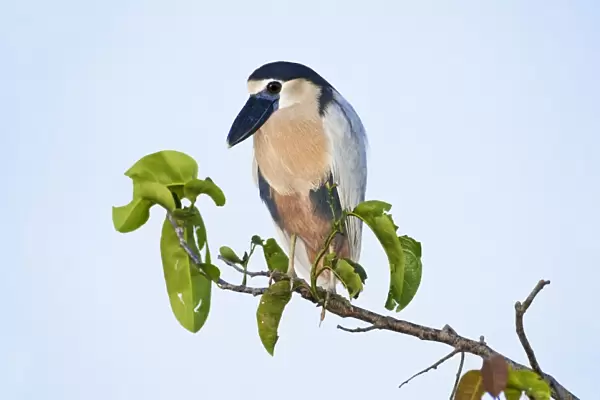 Boat-billed Heron. Adult. Nayarit Mexico in March