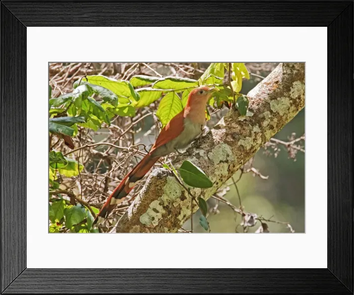 Framed Print : Squirrel Cuckoo. Nayarit Mexico in March Framed Print : Squirrel Cuckoo. Nayarit Mexico in March