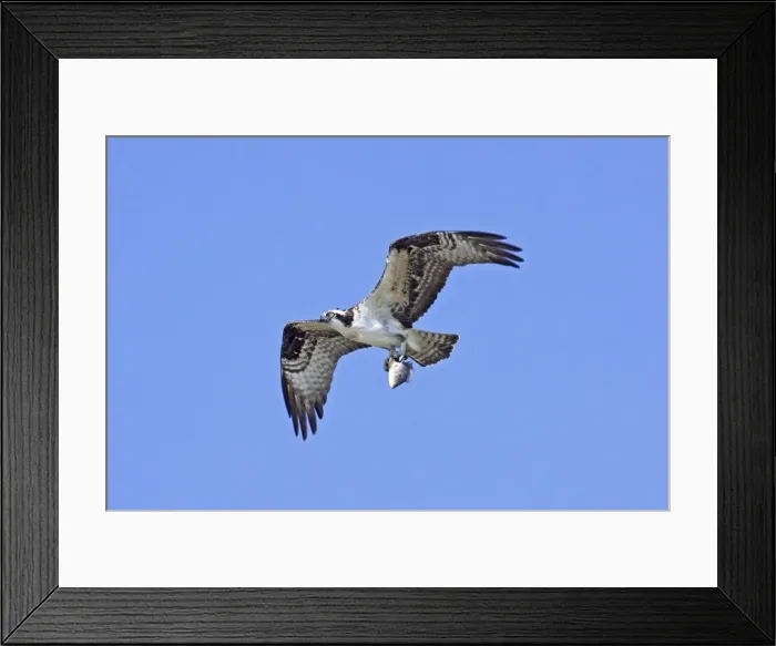 Framed Print : Osprey. In flight with prey, fish. Nayarit, Mexico in March