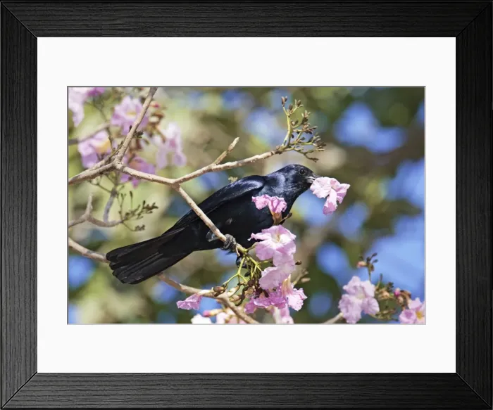 Framed Print : Sinaloan Crow or Sinaloa Crow. Nayarit, Mexico in March Framed Print : Sinaloan Crow or Sinaloa Crow. Nayarit, Mexico in March