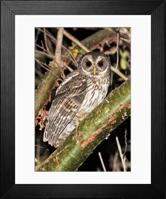 Framed Print : Mottled Owl. Nayarit, Mexico in March Framed Print : Mottled Owl. Nayarit, Mexico in March