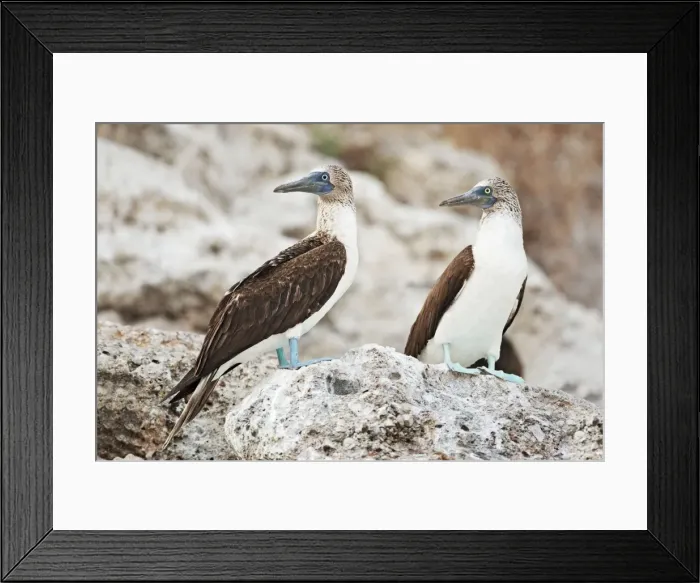 Framed Print : Blue-footed Booby. Seabird in the gannet family Sulidae. Nayarit Mexico in April Framed Print : Blue-footed Booby. Seabird in the gannet family Sulidae. Nayarit Mexico in April