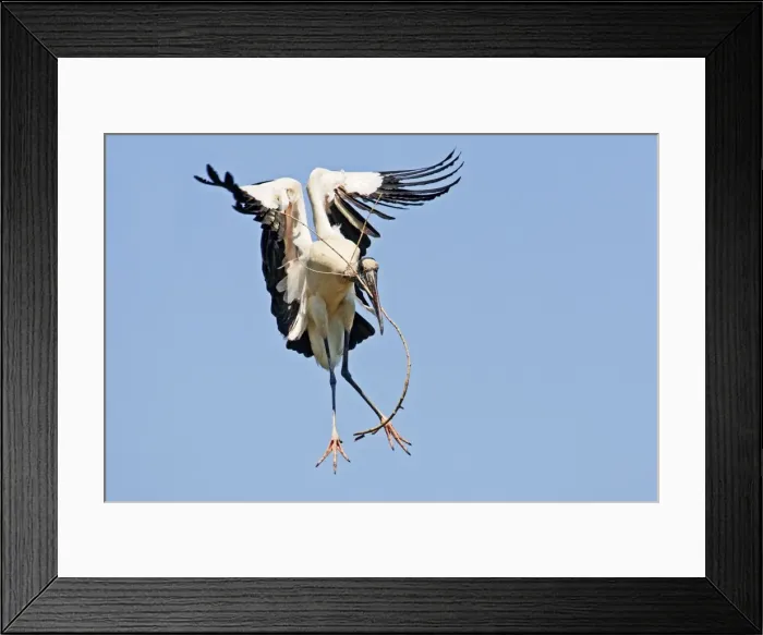 Framed Print : Wood Stork in flight. Nayarit Mexico in March Framed Print : Wood Stork in flight. Nayarit Mexico in March