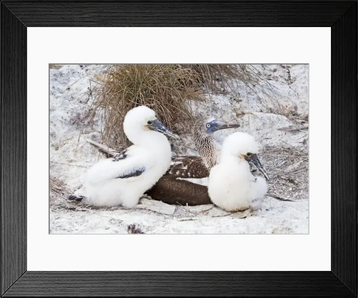 Framed Print : Blue-footed Booby. Seabird in the gannet family Sulidae. Nayarit Mexico in April Framed Print : Blue-footed Booby. Seabird in the gannet family Sulidae. Nayarit Mexico in April