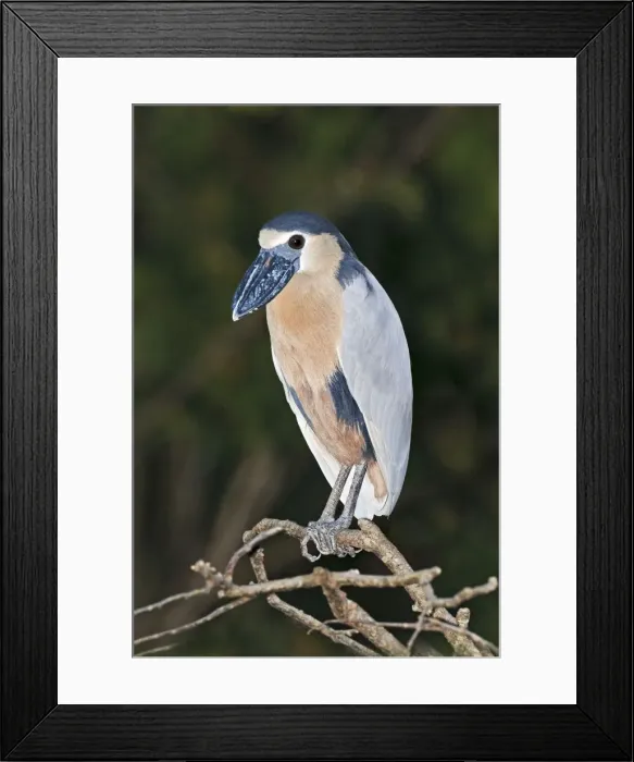 Framed Print : Boat-billed Heron. Adult. Nayarit Mexico in March