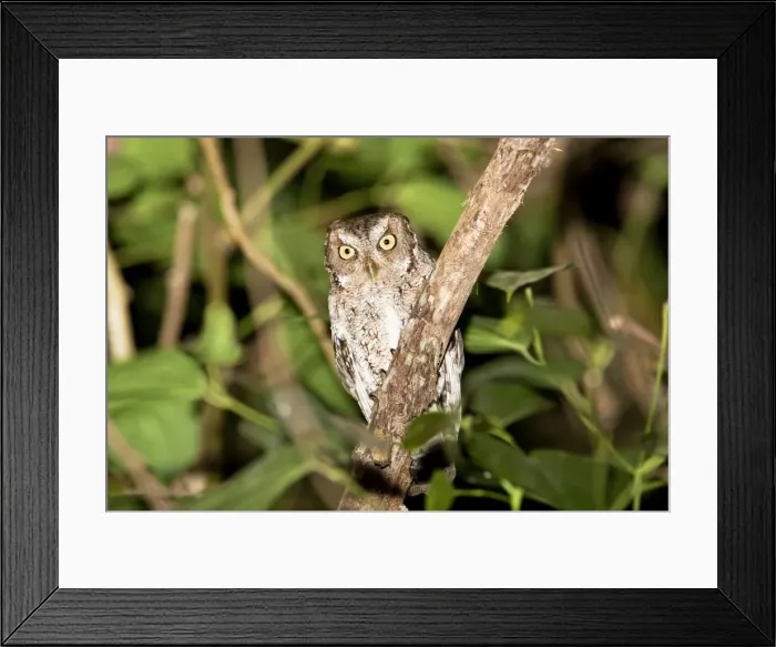 Framed Print : Vermiculated Screech Owl. La Bajada, Mexico in March Framed Print : Vermiculated Screech Owl. La Bajada, Mexico in March