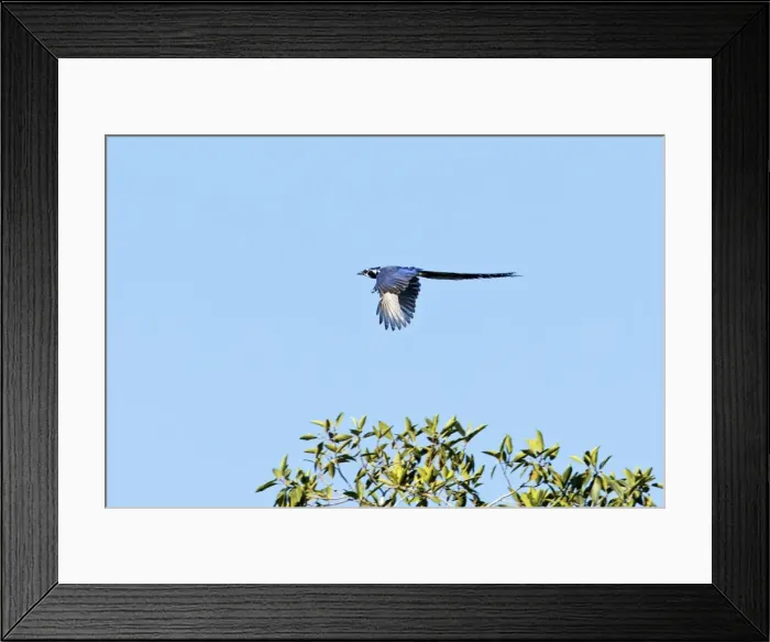 Framed Print : Black-throated Magpie-jay in flight. Bird of northwestern Mexico. Nayarit Mexico in April Framed Print : Black-throated Magpie-jay in flight. Bird of northwestern Mexico. Nayarit Mexico in April