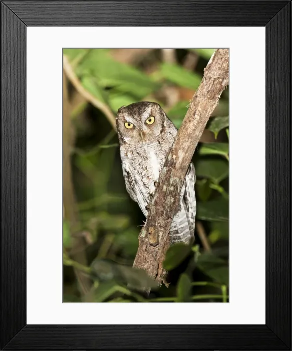 Framed Print : Vermiculated Screech Owl. La Bajada, Mexico in March Framed Print : Vermiculated Screech Owl. La Bajada, Mexico in March