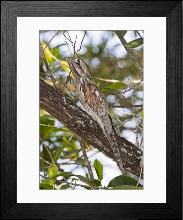 Framed Print : Northern Potoo. A nocturnal bird belonging to the potoo family. San Blas Mexico in March Framed Print : Northern Potoo. A nocturnal bird belonging to the potoo family. San Blas Mexico in March