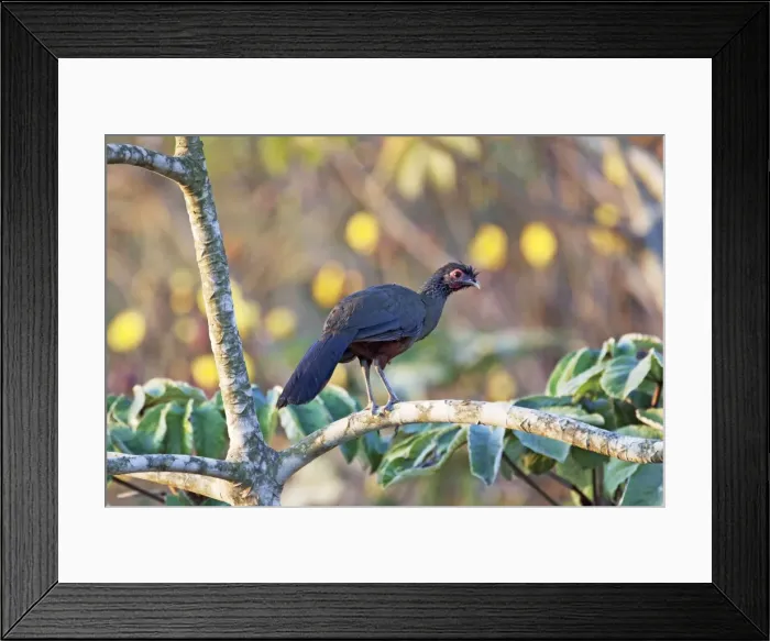 Framed Print : Rufous-bellied Chachalaca. Nayarit Mexico in March Framed Print : Rufous-bellied Chachalaca. Nayarit Mexico in March
