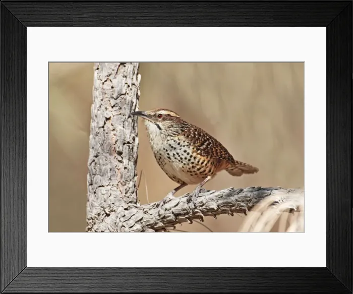 Framed Print : Spotted Wren. Cerro de San Juan, Nayarit Mexico in March Framed Print : Spotted Wren. Cerro de San Juan, Nayarit Mexico in March