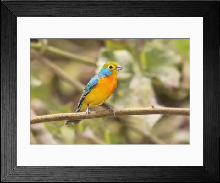 Framed Print : Orange-breasted Bunting. Nayarit Mexico in April Framed Print : Orange-breasted Bunting. Nayarit Mexico in April