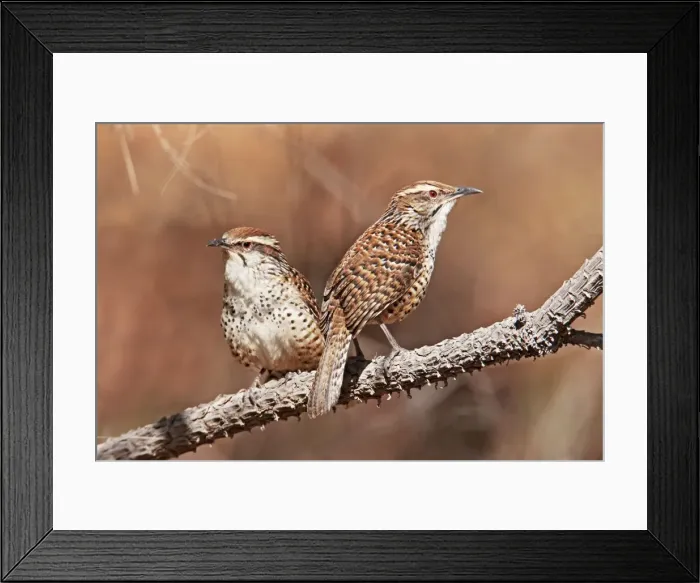 Framed Print : Spotted Wren. Cerro de San Juan, Nayarit Mexico in March Framed Print : Spotted Wren. Cerro de San Juan, Nayarit Mexico in March