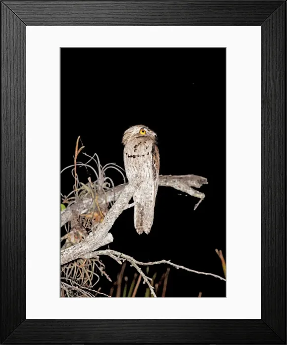 Framed Print : Northern Potoo. A nocturnal bird belonging to the potoo family. San Blas Mexico in March Framed Print : Northern Potoo. A nocturnal bird belonging to the potoo family. San Blas Mexico in March