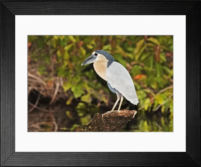 Framed Print : Boat-billed Heron. Adult. Nayarit Mexico in March Framed Print : Boat-billed Heron. Adult. Nayarit Mexico in March