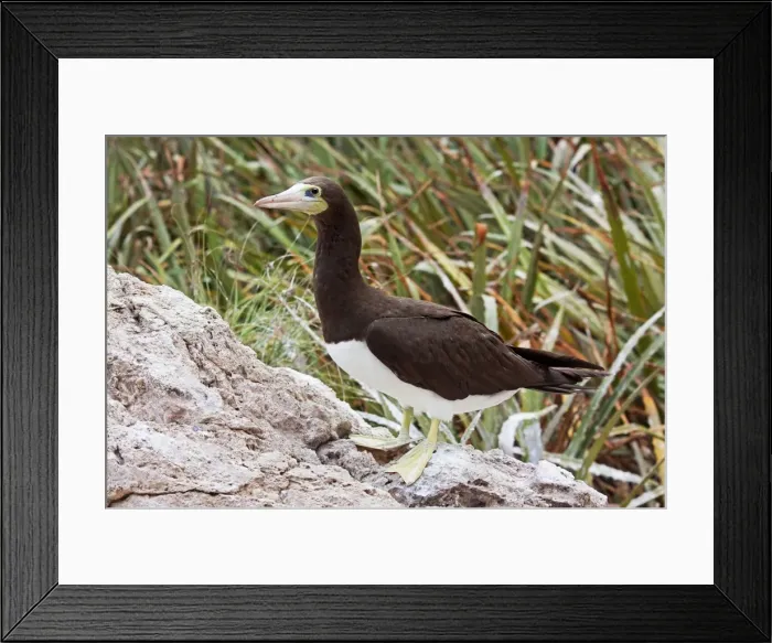 Framed Print : Brown Booby. A large seabird in the gannet family, Sulidae. Nayarit Mexico in April Framed Print : Brown Booby. A large seabird in the gannet family, Sulidae. Nayarit Mexico in April