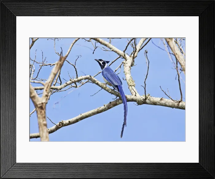 Framed Print : Black-throated Magpie-jayi. Bird of northwestern Mexico. Nayarit Mexico in March Framed Print : Black-throated Magpie-jayi. Bird of northwestern Mexico. Nayarit Mexico in March