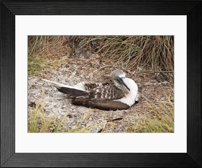 Framed Print : Blue-footed Booby. Seabird in the gannet family Sulidae. Nayarit Mexico in April Framed Print : Blue-footed Booby. Seabird in the gannet family Sulidae. Nayarit Mexico in April