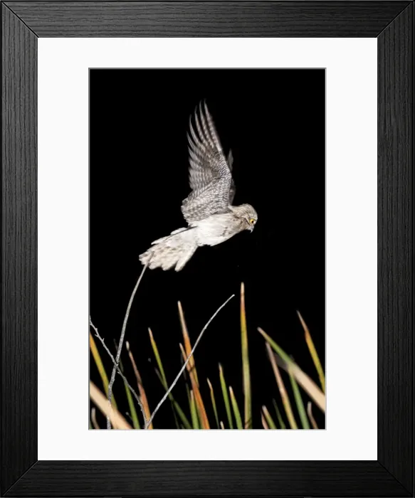 Framed Print : Northern Potoo. A nocturnal bird belonging to the potoo family. San Blas Mexico in March Framed Print : Northern Potoo. A nocturnal bird belonging to the potoo family. San Blas Mexico in March