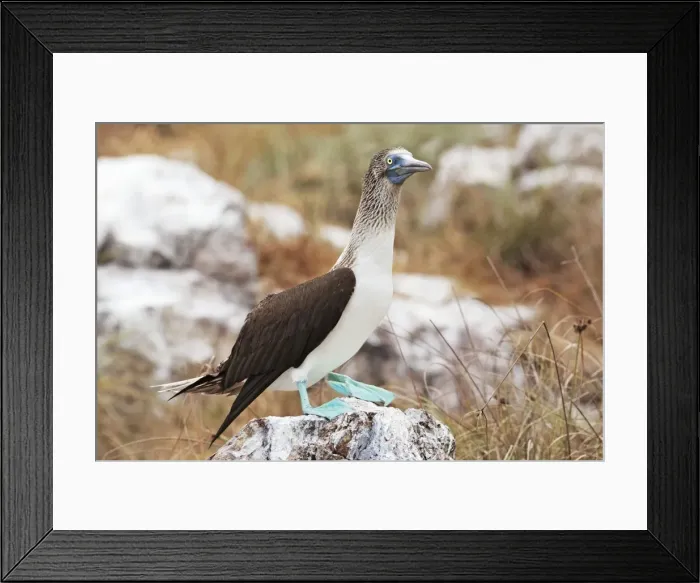 Framed Print : Blue-footed Booby. Seabird in the gannet family Sulidae. Nayarit Mexico in April