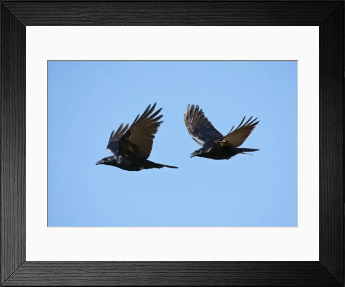 Framed Print : Sinaloan Crow or Sinaloa Crow. Nayarit, Mexico in March Framed Print : Sinaloan Crow or Sinaloa Crow. Nayarit, Mexico in March