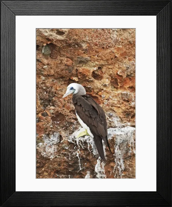 Framed Print : Blue-footed Booby. Seabird in the gannet family Sulidae. Nayarit Mexico in April Framed Print : Blue-footed Booby. Seabird in the gannet family Sulidae. Nayarit Mexico in April