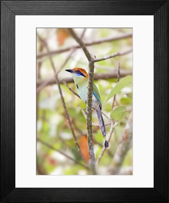 Framed Print : Russet-crowned Motmot. Nayarit Mexico in March Framed Print : Russet-crowned Motmot. Nayarit Mexico in March