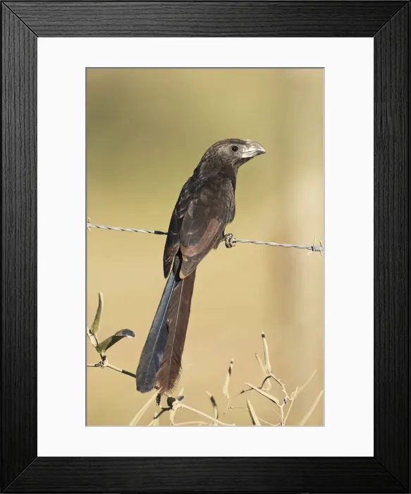 Framed Print : Groove-billed Ani. Member of the cuckoo family. Nayarit Mexico in March Framed Print : Groove-billed Ani. Member of the cuckoo family. Nayarit Mexico in March