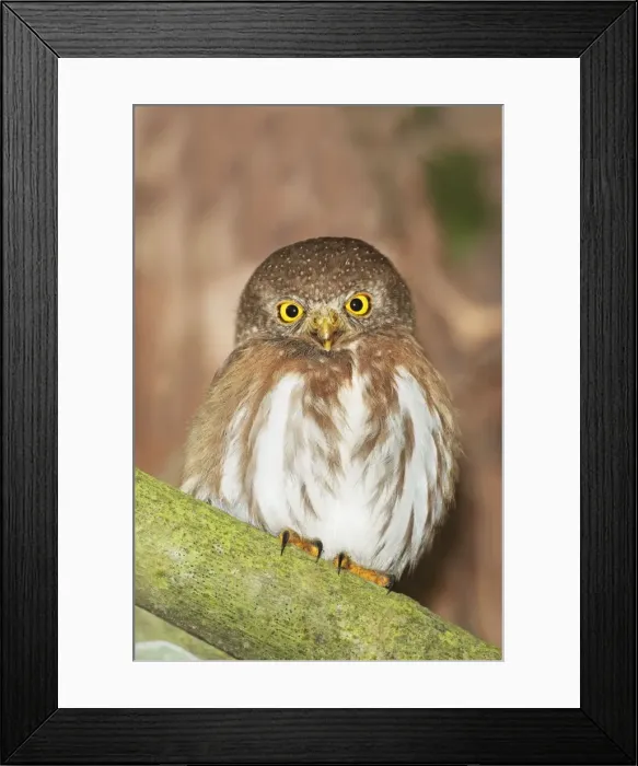 Framed Print : Colima Pygmy-Ow. La Bajada, Mexico in March Framed Print : Colima Pygmy-Ow. La Bajada, Mexico in March