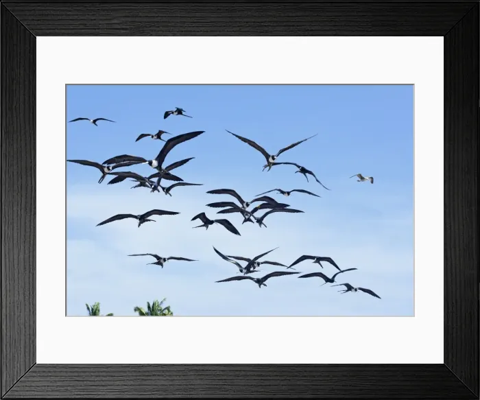Framed Print : Magnificent Frigatebirds. San Blas Mexico in March Framed Print : Magnificent Frigatebirds. San Blas Mexico in March