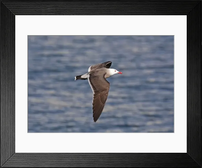 Framed Print : Heermann's Gull, Larus heermanni, adult in flight. Nayarit Mexico in April Framed Print : Heermann's Gull, Larus heermanni, adult in flight. Nayarit Mexico in April