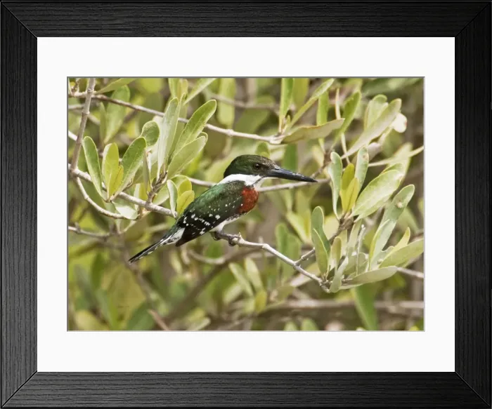 Framed Print : Green Kingfisher male. San Blas, Mexico in March Framed Print : Green Kingfisher male. San Blas, Mexico in March