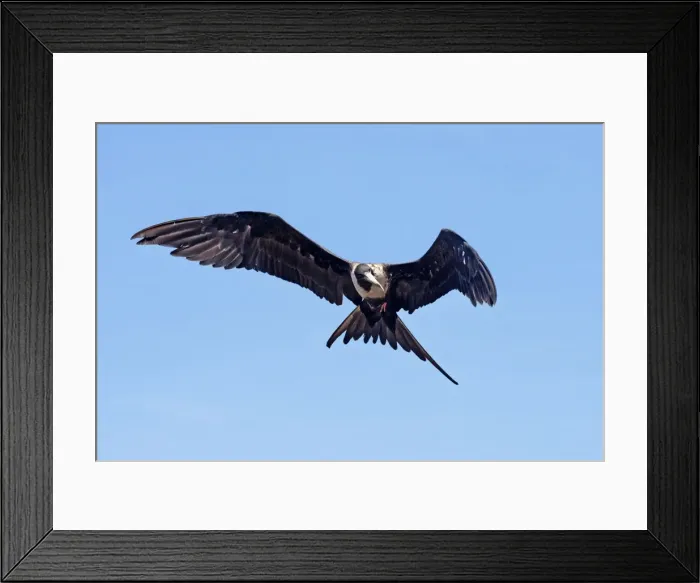 Framed Print : Magnificent Frigatebird. Female. San Blas Mexico in March Framed Print : Magnificent Frigatebird. Female. San Blas Mexico in March