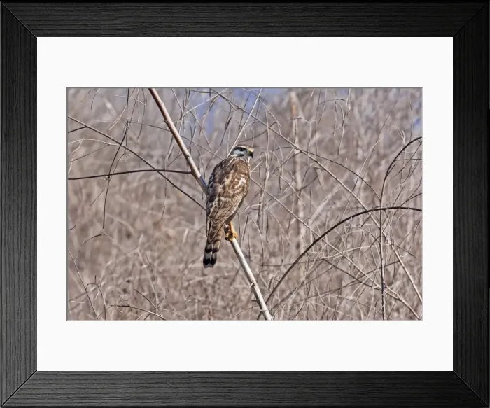 Framed Print : Gray Hawk immature outside of San Blas Mexico in March Framed Print : Gray Hawk immature outside of San Blas Mexico in March