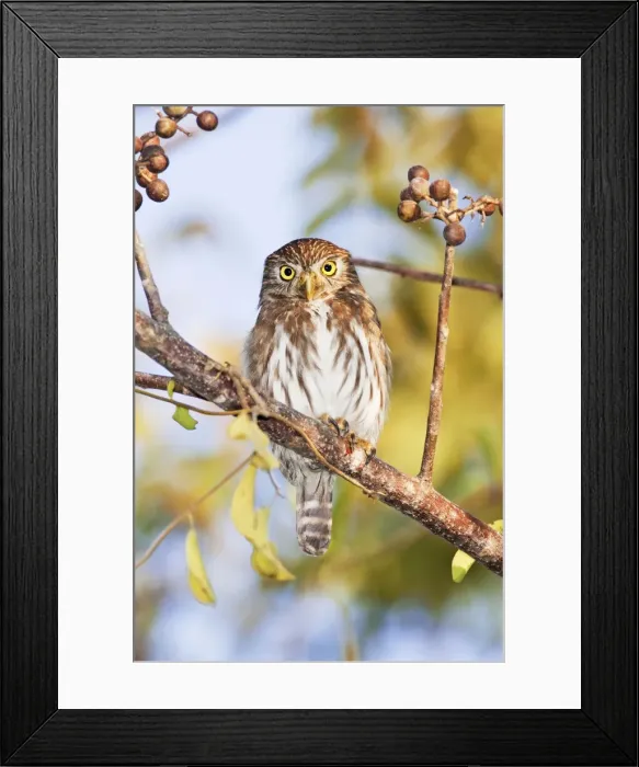 Framed Print : Ferruginous Pygmy-owl. Nayarit Mexico in March Framed Print : Ferruginous Pygmy-owl. Nayarit Mexico in March