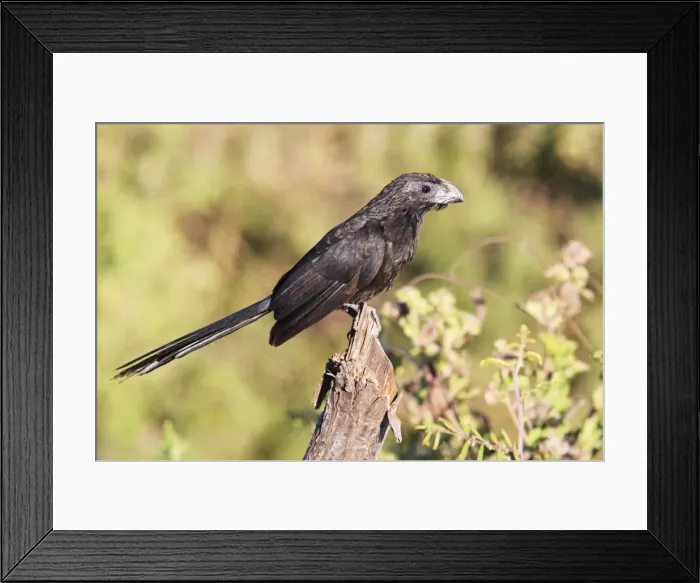 Framed Print : Groove-billed Ani. Member of the cuckoo family. Nayarit Mexico in March Framed Print : Groove-billed Ani. Member of the cuckoo family. Nayarit Mexico in March