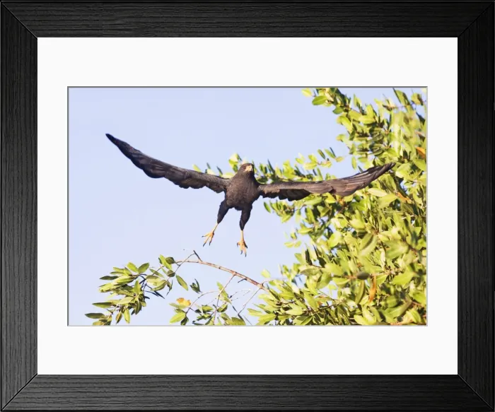 Framed Print : Common Black-Hawk. Adult. San Blas, Mexico in March Framed Print : Common Black-Hawk. Adult. San Blas, Mexico in March