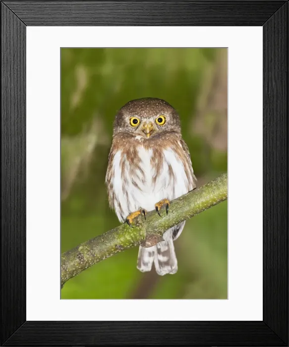 Framed Print : Colima Pygmy-Ow. La Bajada, Mexico in March