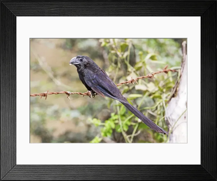 Framed Print : Groove-billed Ani. Member of the cuckoo family. Nayarit Mexico in March Framed Print : Groove-billed Ani. Member of the cuckoo family. Nayarit Mexico in March