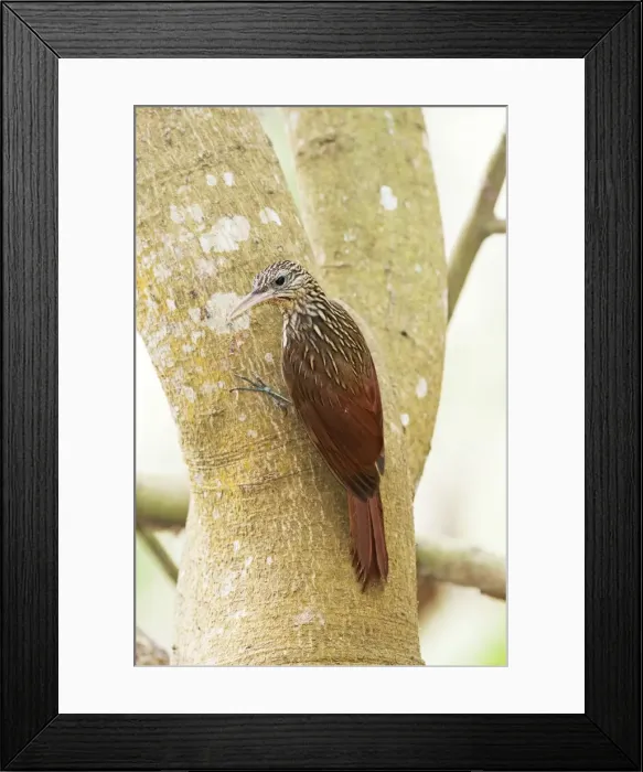 Framed Print : Ivory-billed Woodcreeper. Nayarit Mexico in March Framed Print : Ivory-billed Woodcreeper. Nayarit Mexico in March