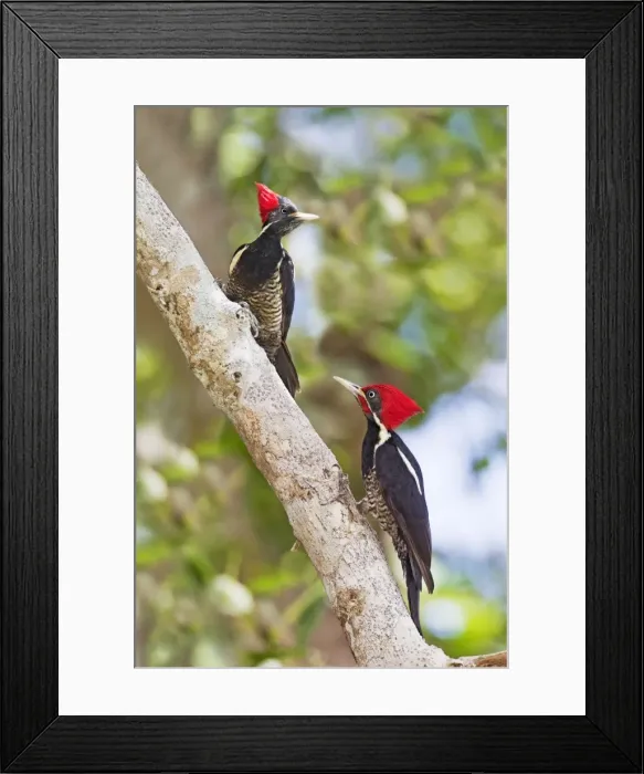 Framed Print : Lineated Woodpecker, Dryocopus lineatus male and female. Nayarit, Mexico in March Framed Print : Lineated Woodpecker, Dryocopus lineatus male and female. Nayarit, Mexico in March