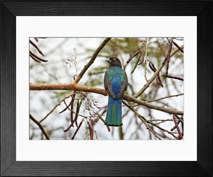 Framed Print : Citreoline Trogon, Endemic to Mexico. Nayarit in April Framed Print : Citreoline Trogon, Endemic to Mexico. Nayarit in April