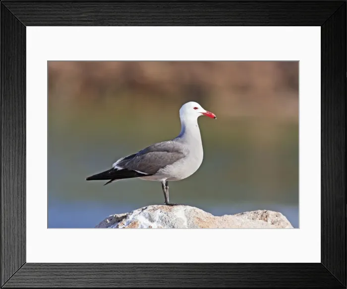 Framed Print : Heermann's Gull, Larus heermanni, adult. Nayarit Mexico in April Framed Print : Heermann's Gull, Larus heermanni, adult. Nayarit Mexico in April
