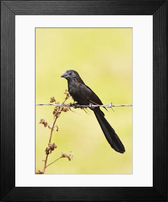 Framed Print : Groove-billed Ani. Member of the cuckoo family. Nayarit Mexico in March Framed Print : Groove-billed Ani. Member of the cuckoo family. Nayarit Mexico in March